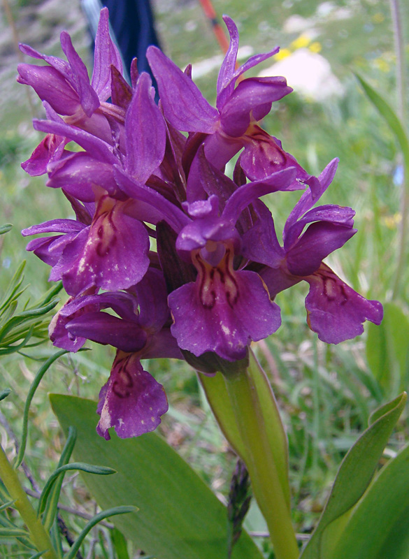 Orchis da determinare